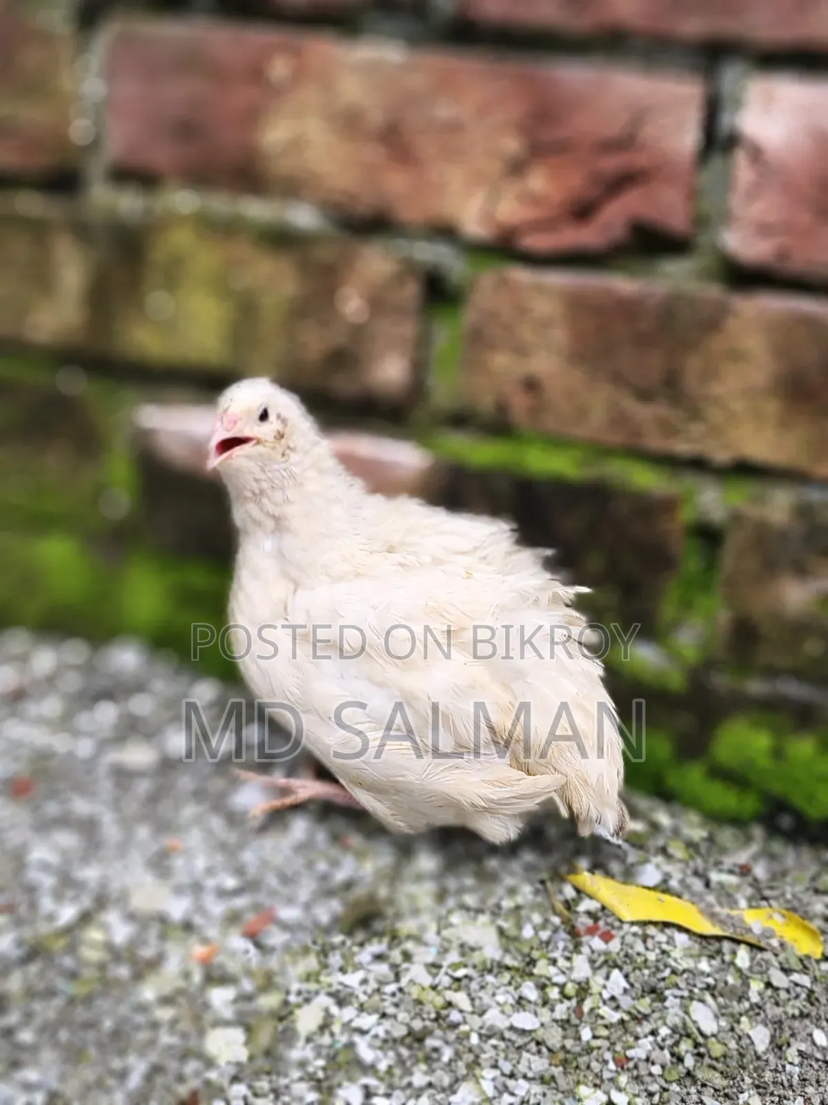 ইউরোপিয়ান সুপার জয়েন্ট কটনিক্স এর বীজ ডিম