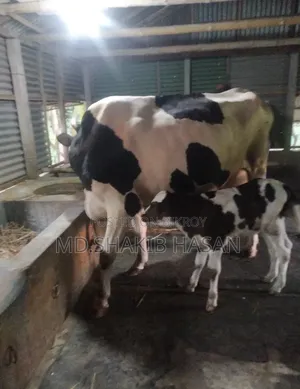 Cow and calf for sale.