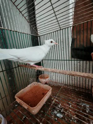 Dove for sale