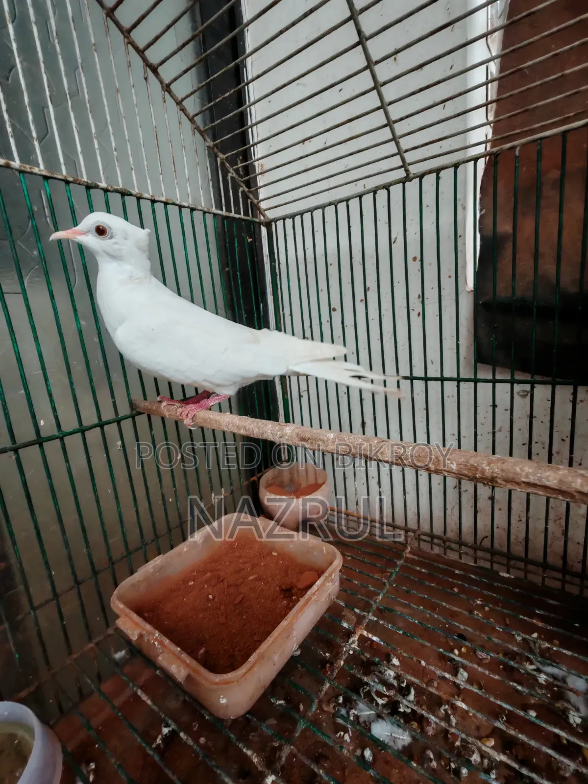 Dove for sale