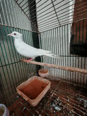 Dove for sale