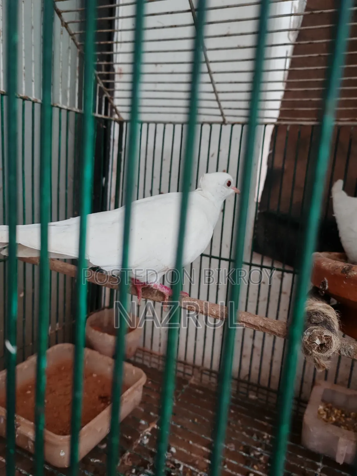 Dove for sale
