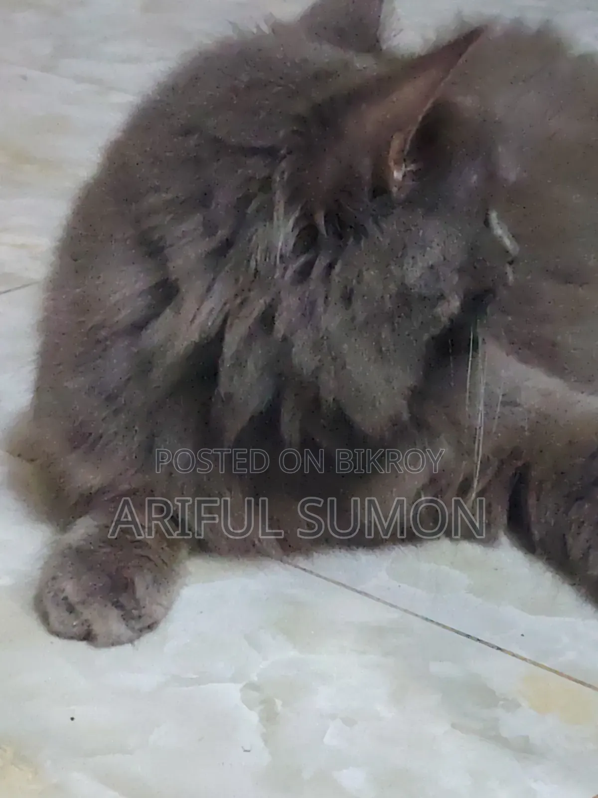 1+ Year Male Purebred Persian
