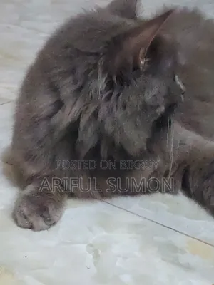 1+ Year Male Purebred Persian