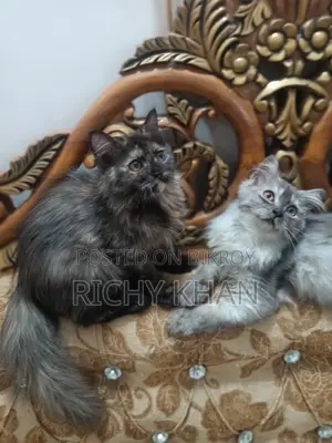 1-3 Months Female Purebred Persian