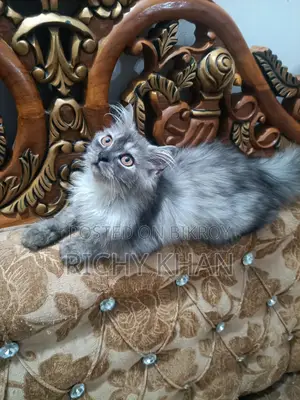 1-3 Months Female Purebred Persian