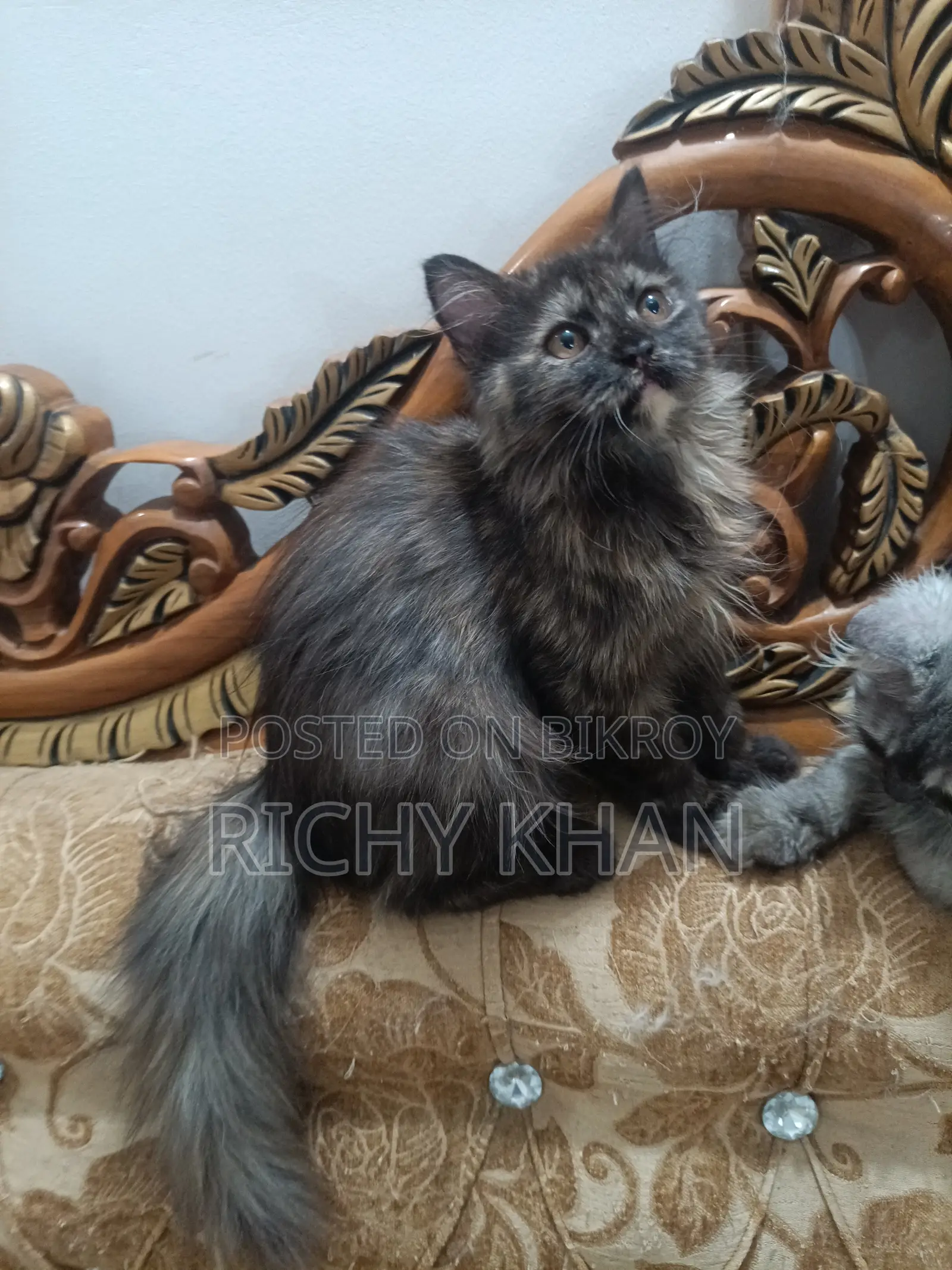 1-3 Months Female Purebred Persian