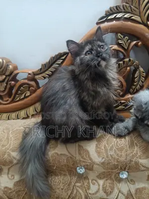 1-3 Months Female Purebred Persian