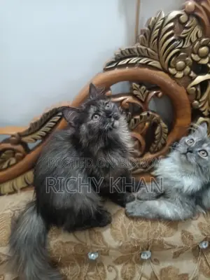 1-3 Months Female Purebred Persian
