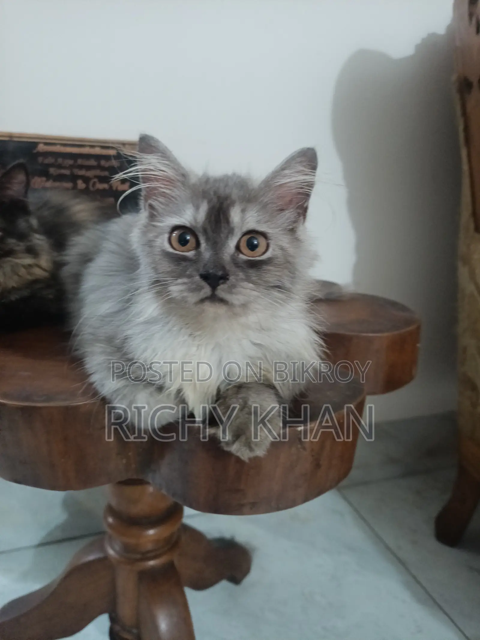 1-3 Months Female Purebred Persian