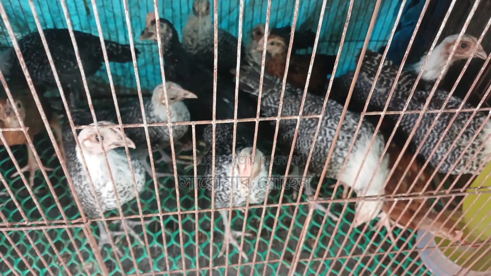 Fayoumi Chicken Chicks