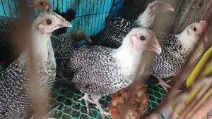 Fayoumi Chicken Chicks