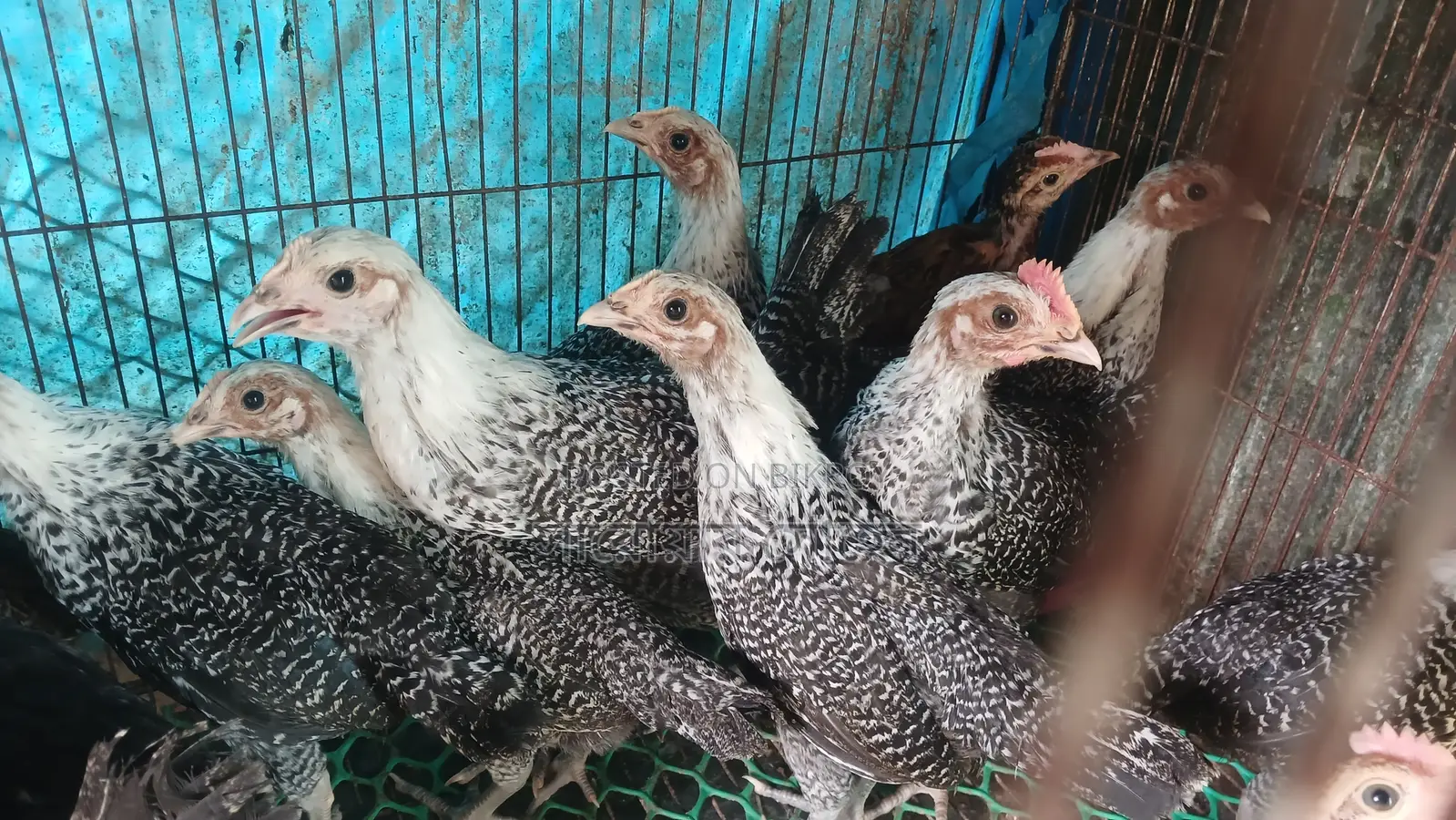 Fayoumi Chicken Chicks