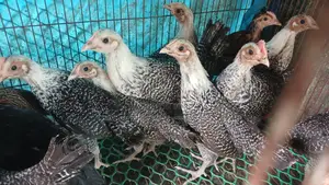 Fayoumi Chicken Chicks