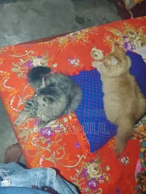 6-12 Months Male Purebred British Shorthair