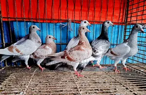 Racer Pigeon