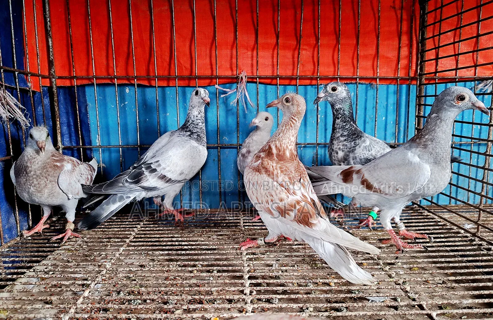 Racer Pigeon