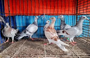 Racer Pigeon