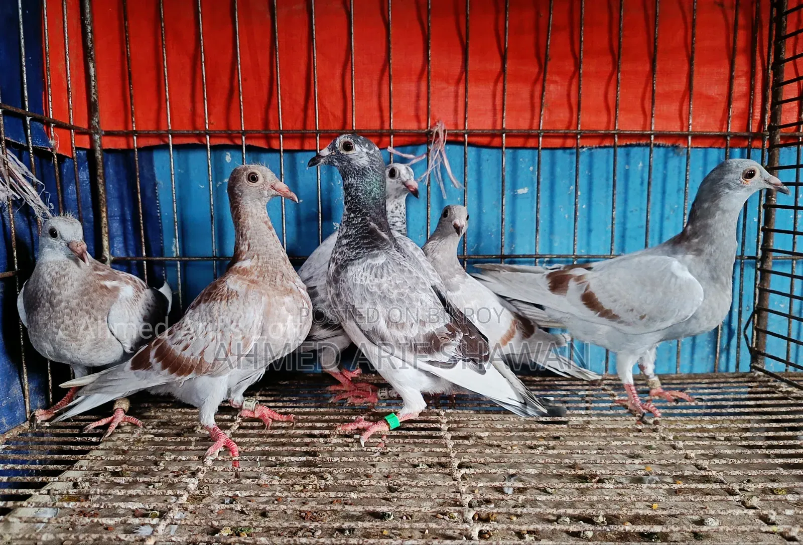 Racer Pigeon