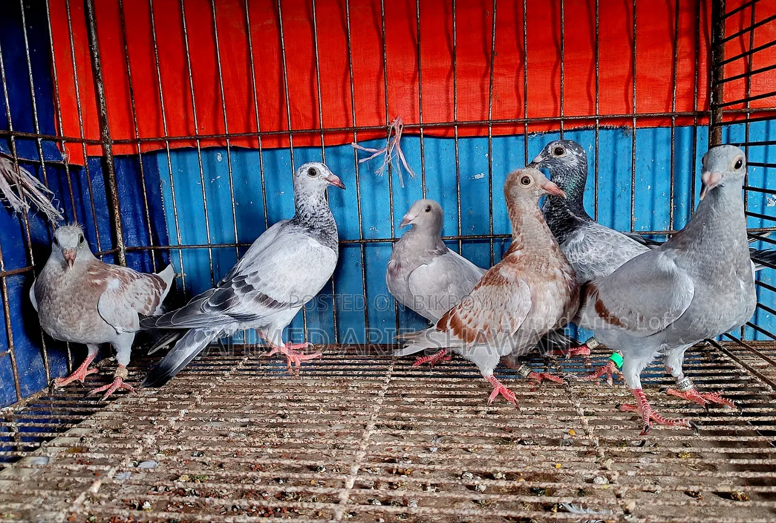 Racer Pigeon