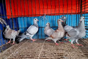 Racer Pigeon