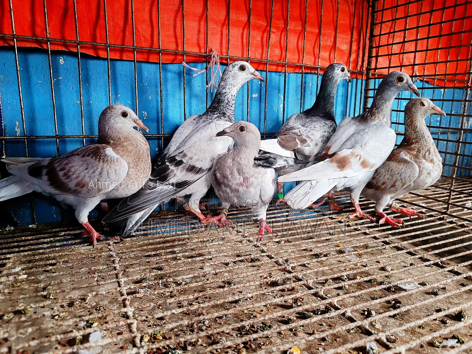 Racer Pigeon