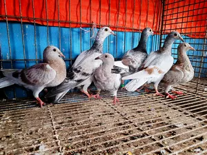 Racer Pigeon