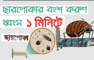 Effective Medicine for Bed Bug Control