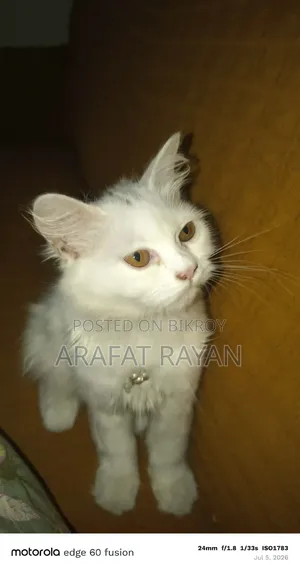 3-6 Months Female Purebred Persian Cat