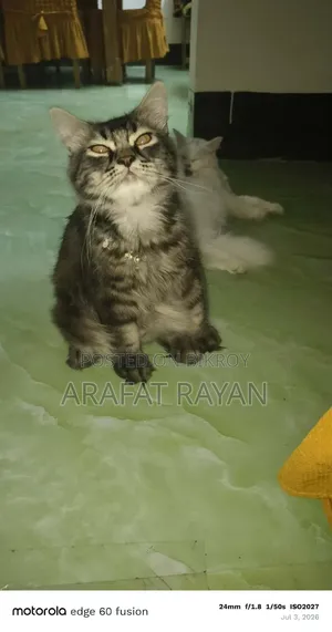 3-6 Months Female Purebred Persian Cat