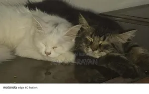 3-6 Months Female Purebred Persian Cat