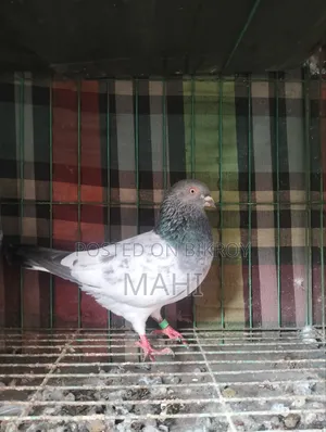 গিরিবাজ জোড়া