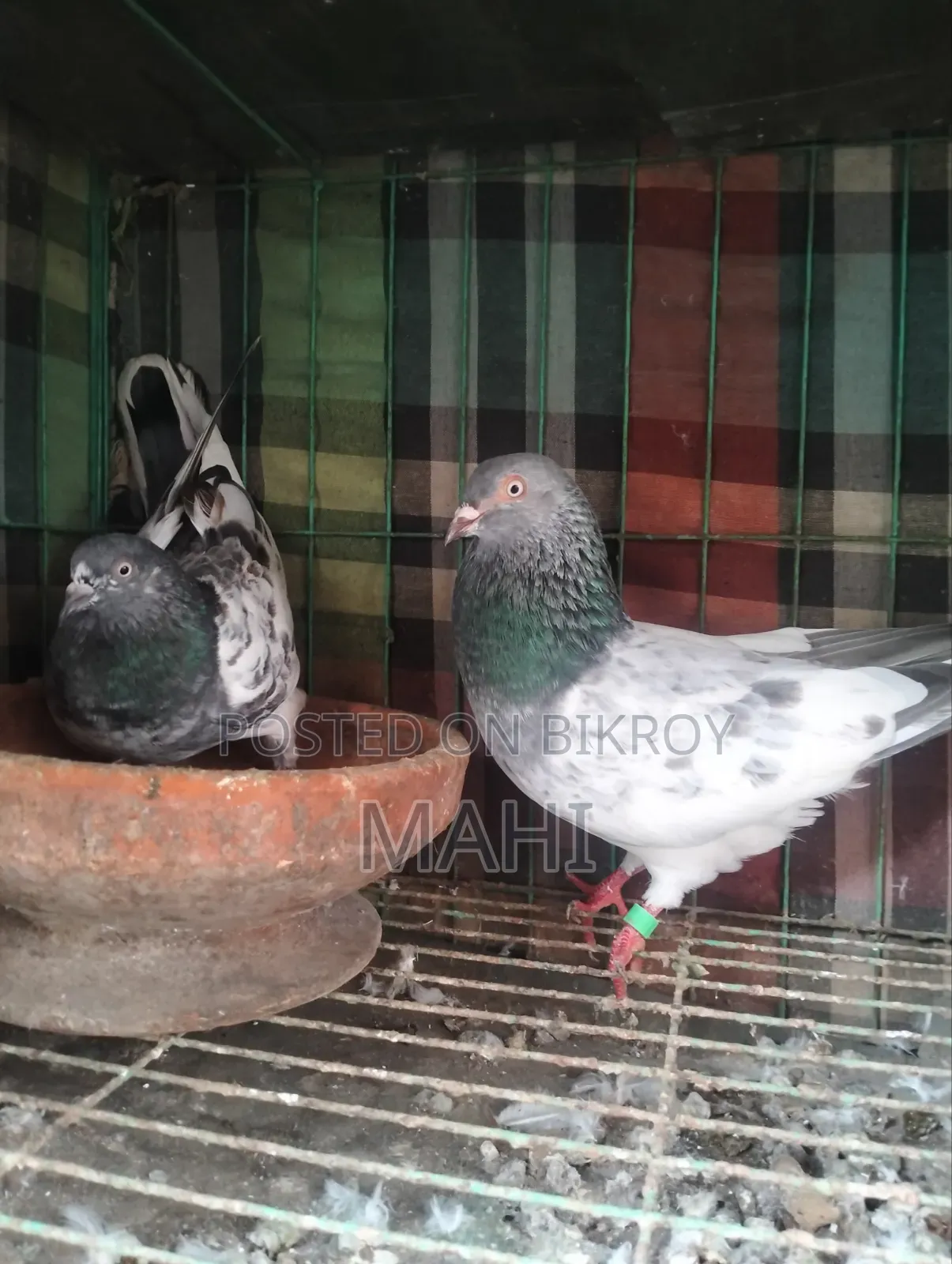 গিরিবাজ জোড়া