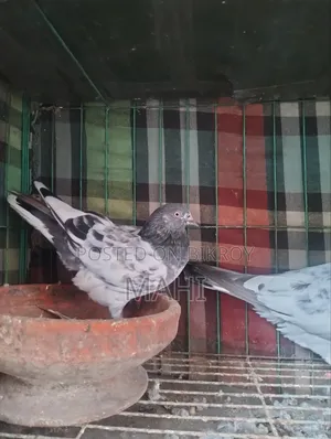 গিরিবাজ জোড়া