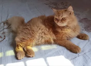 6-12 Months Female Purebred Persian