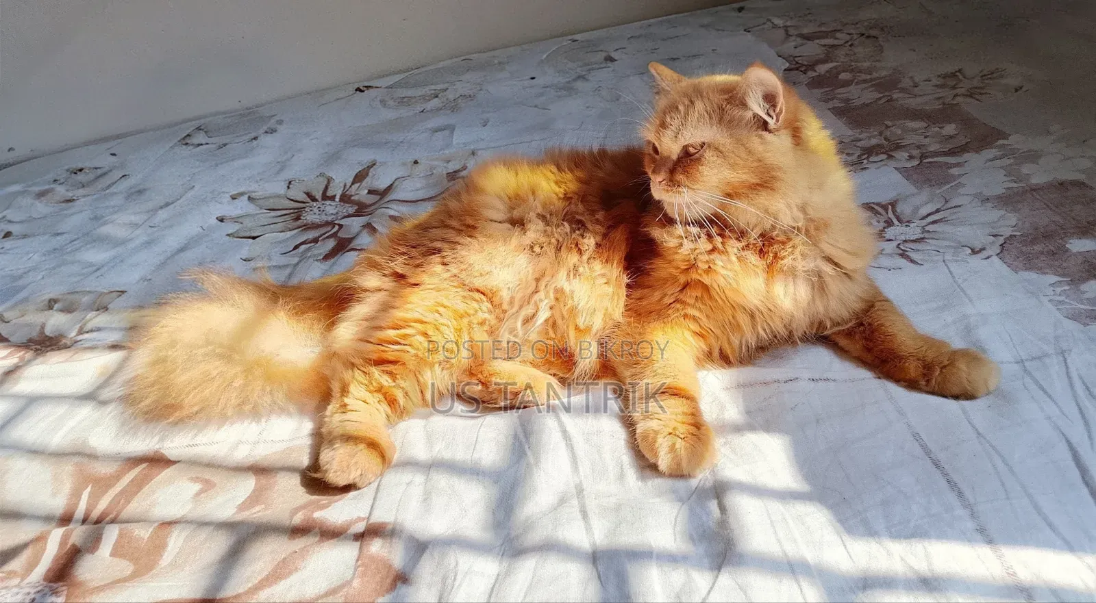 6-12 Months Female Purebred Persian