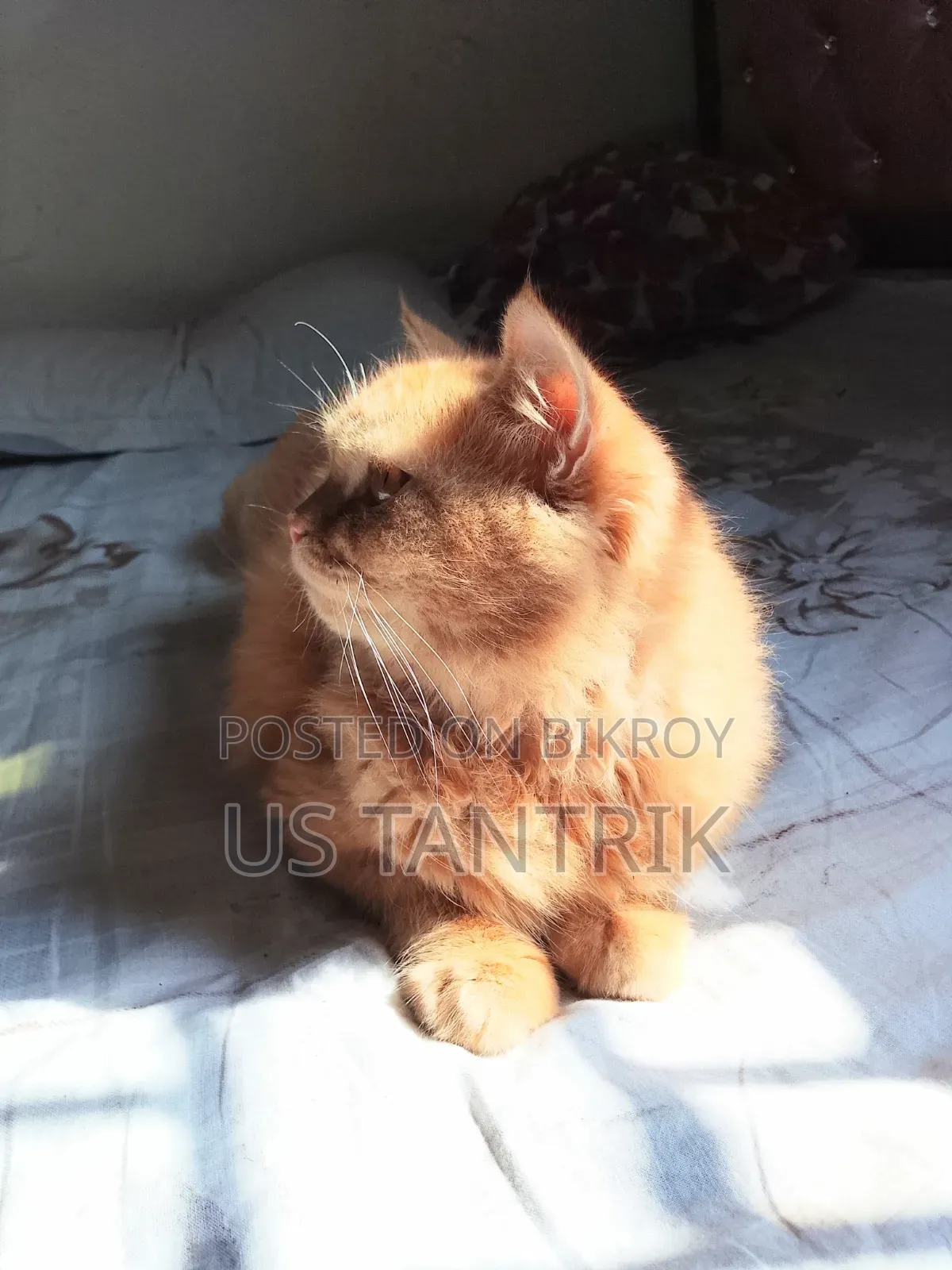 6-12 Months Female Purebred Persian