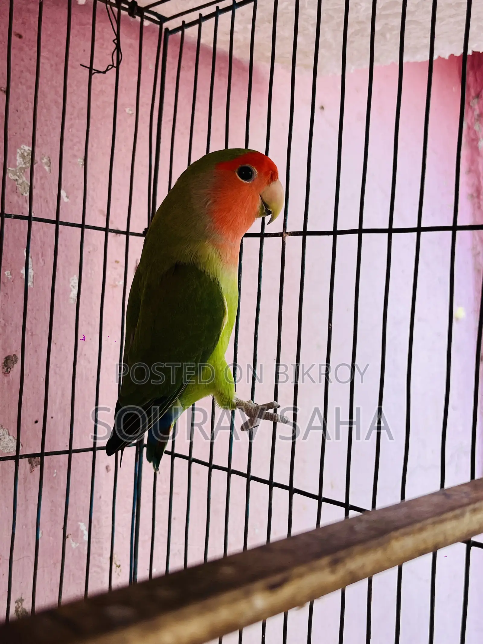 ইয়োল ফিসার লাভবার্ড পাখি