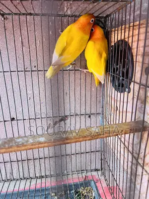 ইয়োল ফিসার লাভবার্ড পাখি