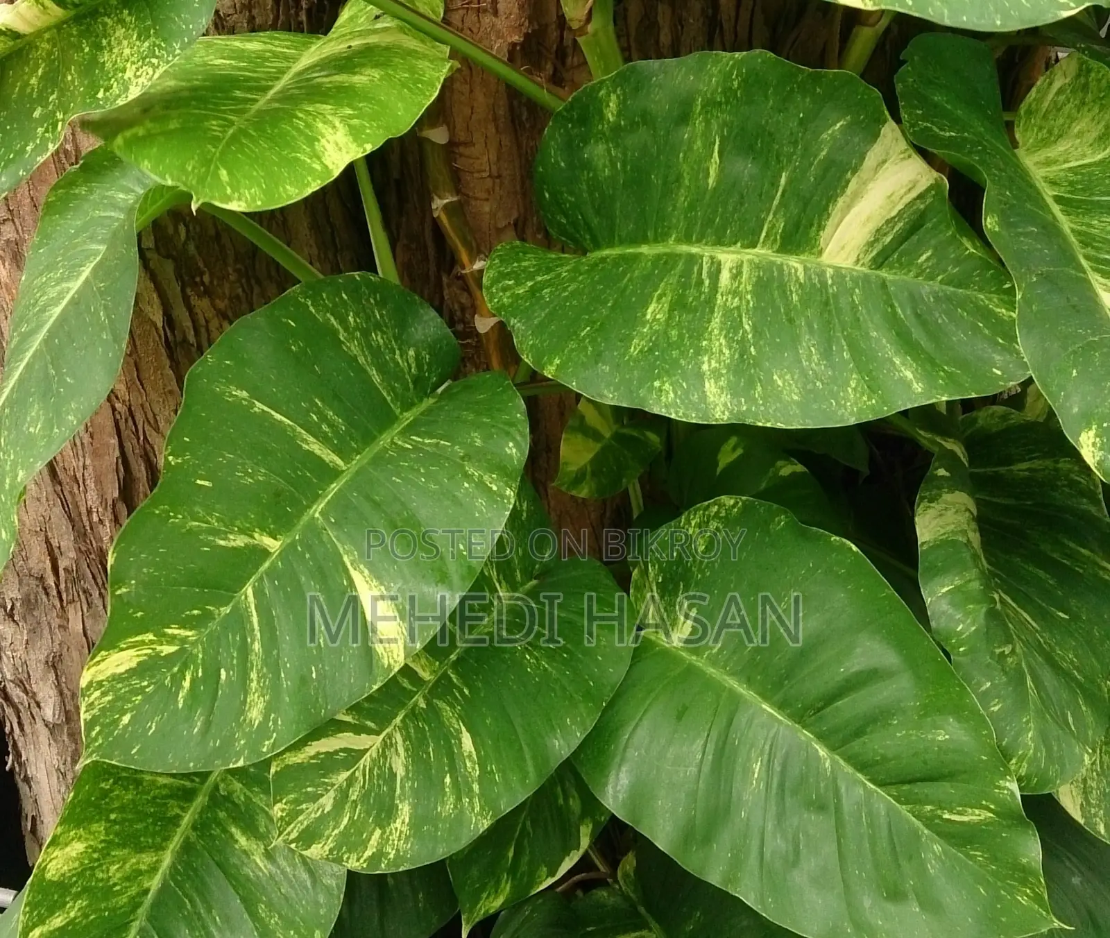Money Plant