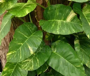 Money Plant