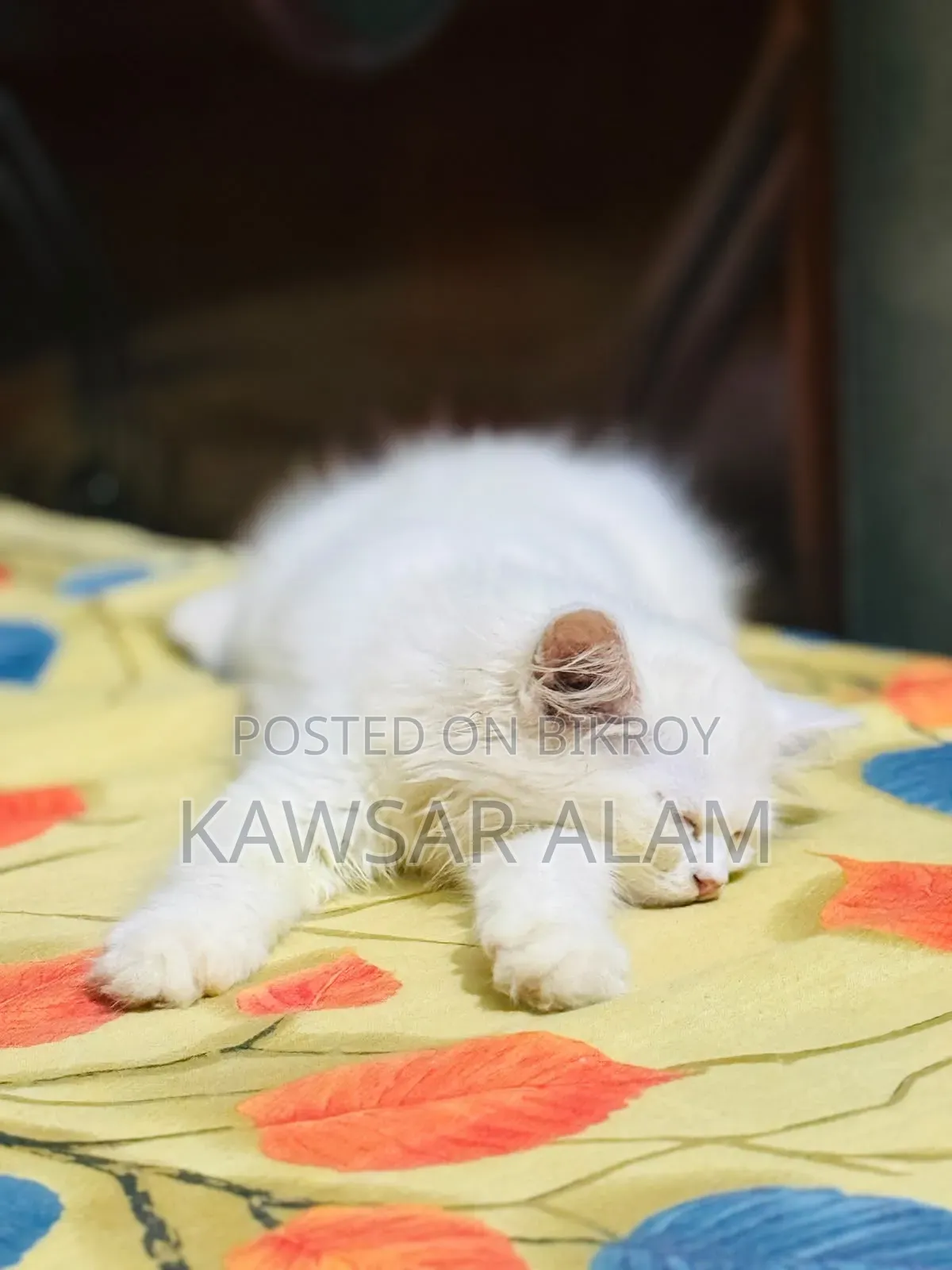 3-6 Months Male Purebred Persian