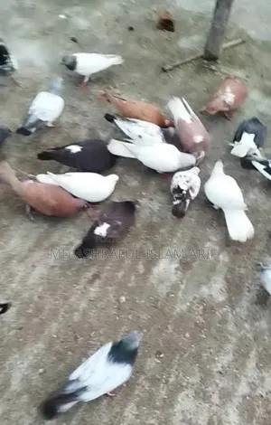 দেশি কবুতর
