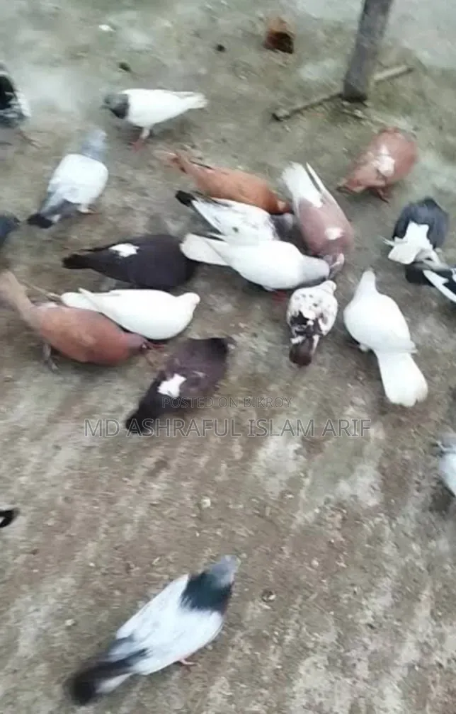 দেশি কবুতর