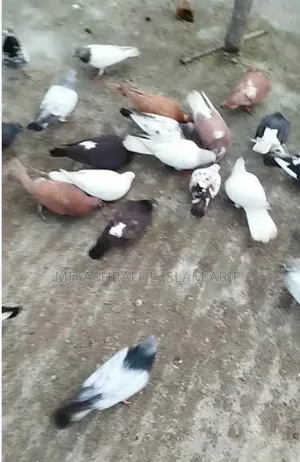 দেশি কবুতর