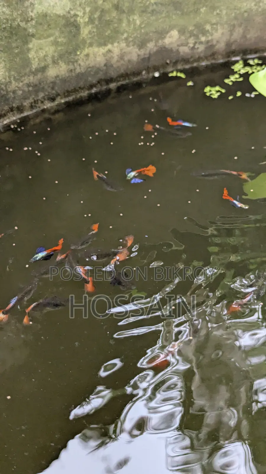 Rtp (Red Tail Platinam Elephant Ear Guppy)