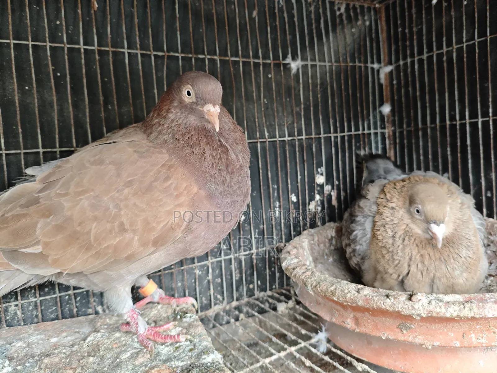 Lal Chulli Big Size
