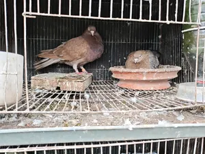 Lal Chulli Big Size