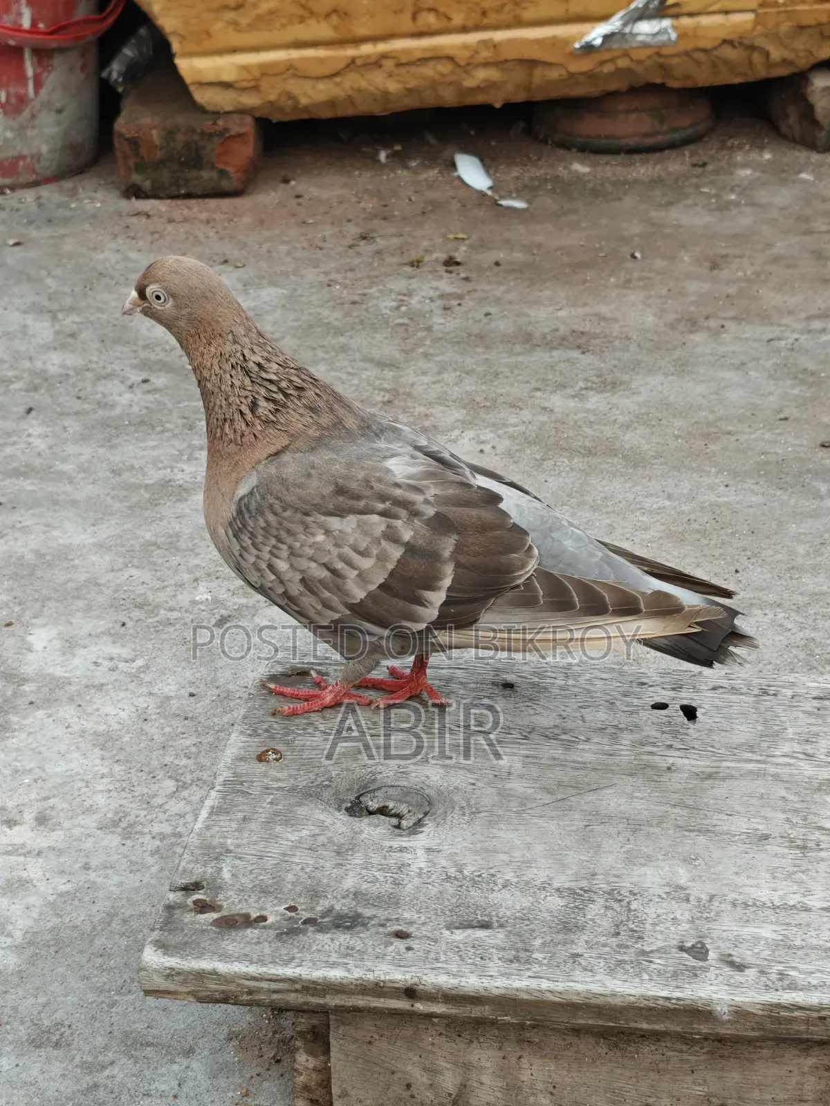 Lal Chulli Big Size
