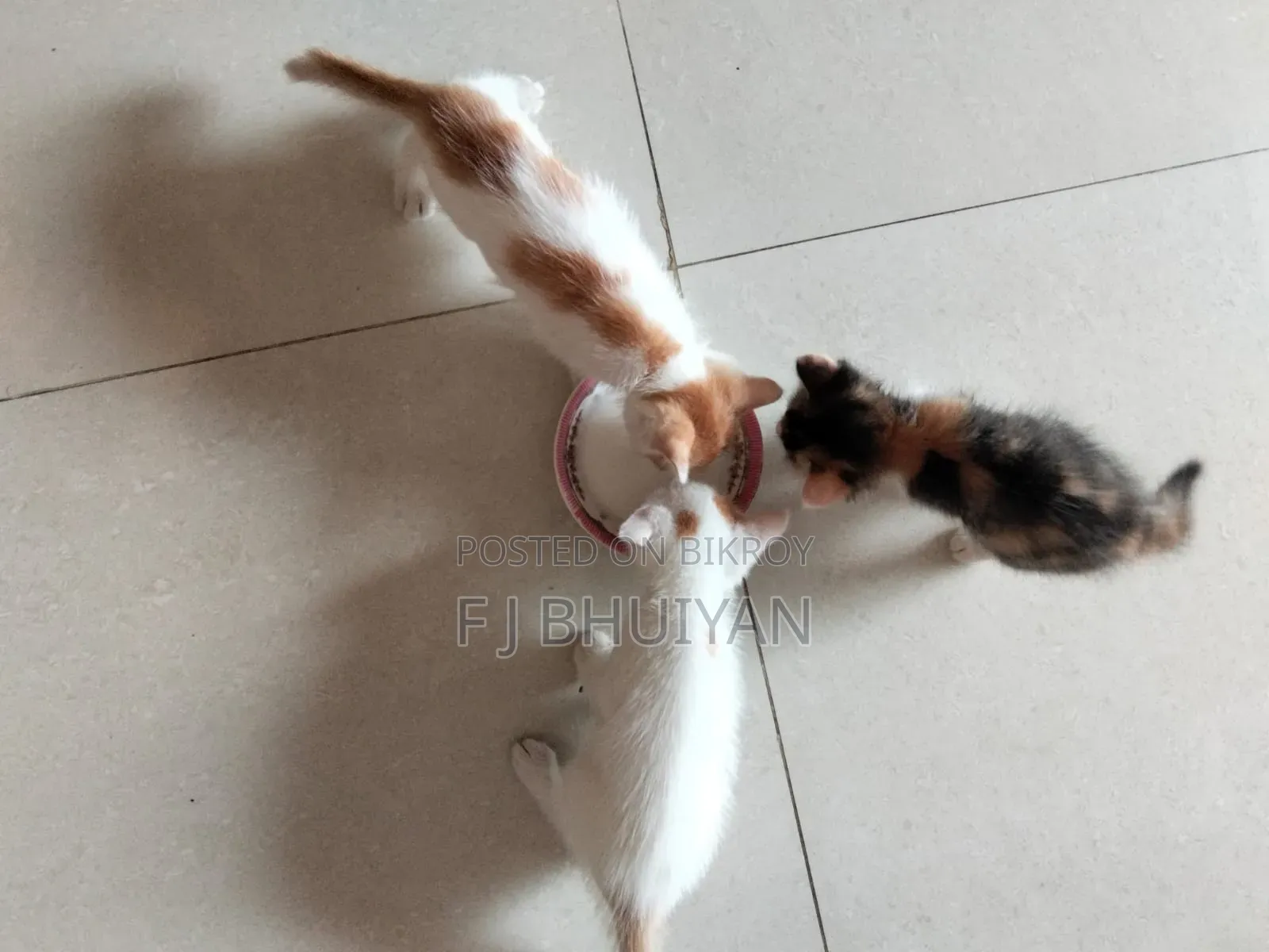 ১+ বছরের মাদি মিশ্র জাতের পার্সিয়ান